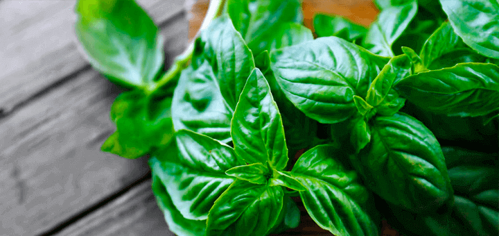 recetas albahaca