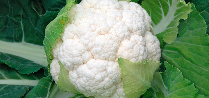 Puré de Coliflor