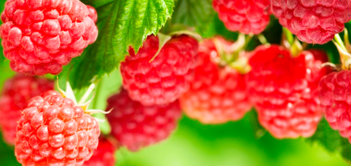 Papilla de Frutos Rojos