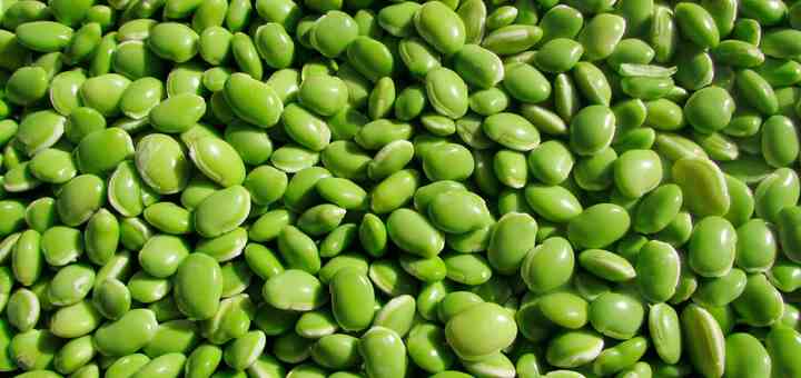 beneficios habas