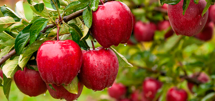 Papilla de Frutos Rojos